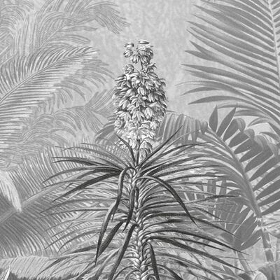 Komar Fototapet Amazonia svart och vit 400x250 cm