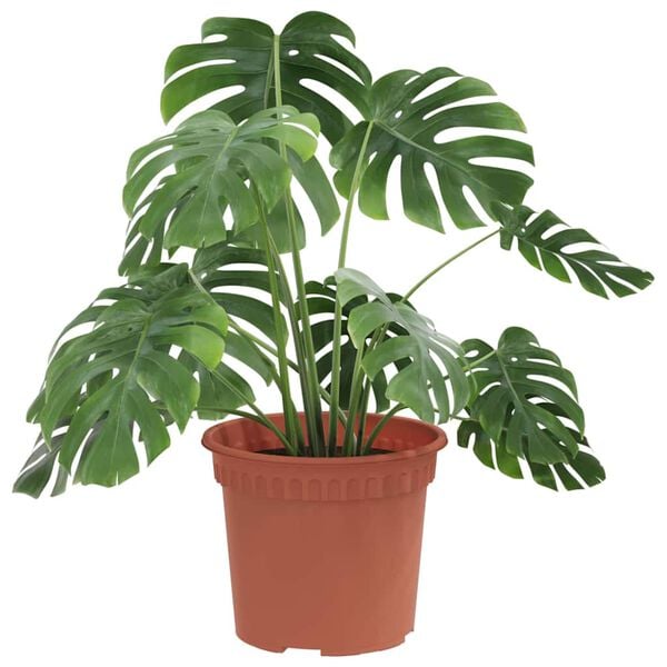 vidaXL Rund Blomkruka 6 pcs Murgr&ouml;n &Oslash; 12,5 x 10 cm Plast