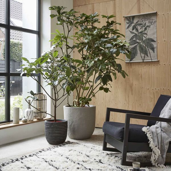 Capi Blomkruka Nature Row 54x52 cm antracit KRWZ935