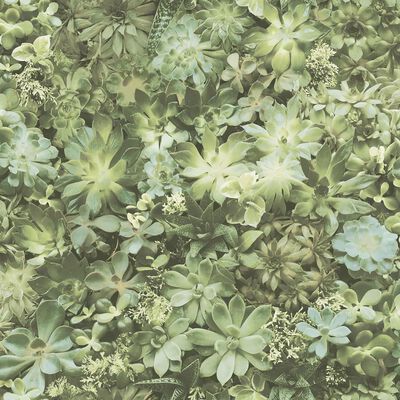 Evergreen Tapet Succulent grön och beige