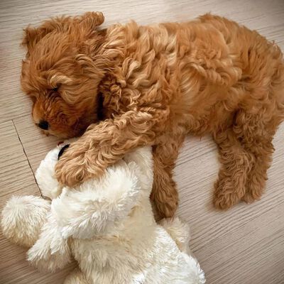 Snuggle Puppy Hundleksak hund med hjärta guld