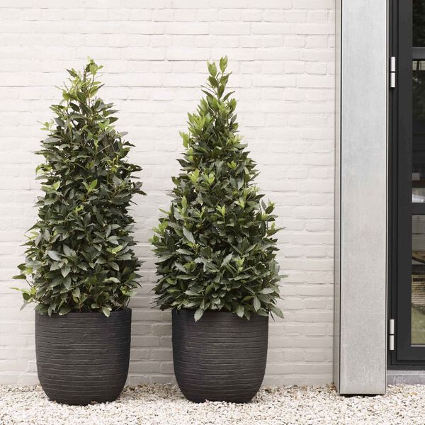 Capi Blomkruka Nature Row 35x34 cm svart PKBLRO932