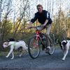 SPRINGER Cykelfäste för hund