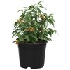 Produktminiatyrbild 3 av 11