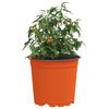 Produktminiatyrbild 3 av 11