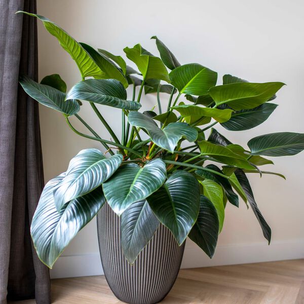 Capi Vas elegant Groove 34x46 cm antracitgr&aring;