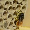 LUXUS-INSEKTENHOTELS Bihotell med papphylsor och h&aring;l