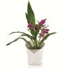LECHUZA Blomkruka ORCHIDEA ALL-IN-ONE matt vit