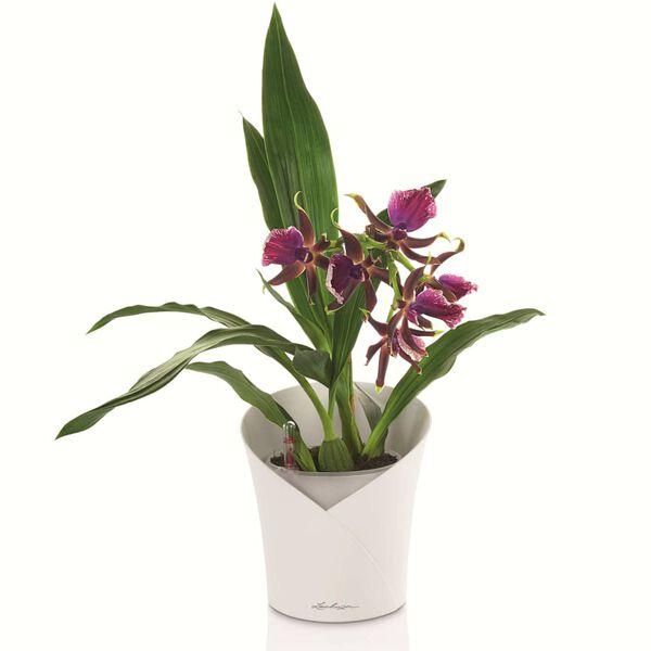 LECHUZA Blomkruka ORCHIDEA ALL-IN-ONE matt vit