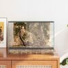 vidaXL Reptil- och amfibiehabitat med lagring Vit 40 x 30 x 30 cm Glas