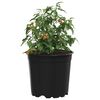 Produktminiatyrbild 3 av 11