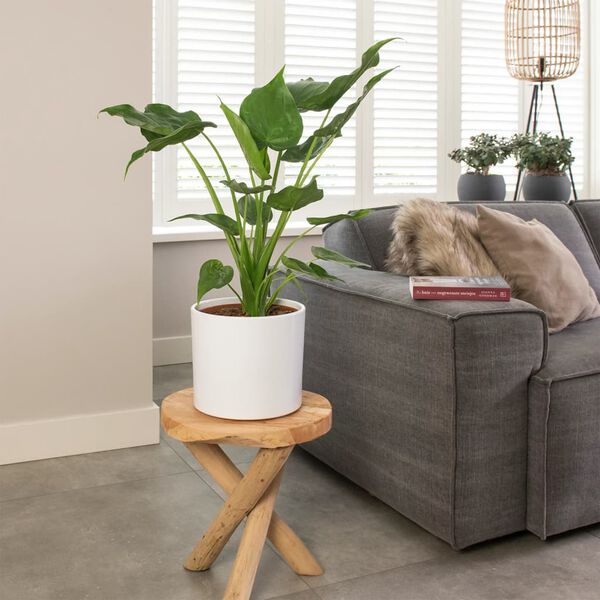 vidaXL Tempelsk&ouml;ld &Oslash;21 h&ouml;jd 65-75 cm