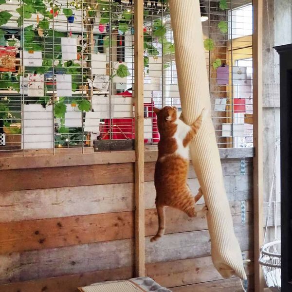 Quapas! Kl&auml;tters&auml;ck f&ouml;r katt sisal 180 cm