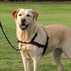 TRIXIE Hundsele Lead'n'Walk Soft strl M-L 55-90 cm svart 13056
