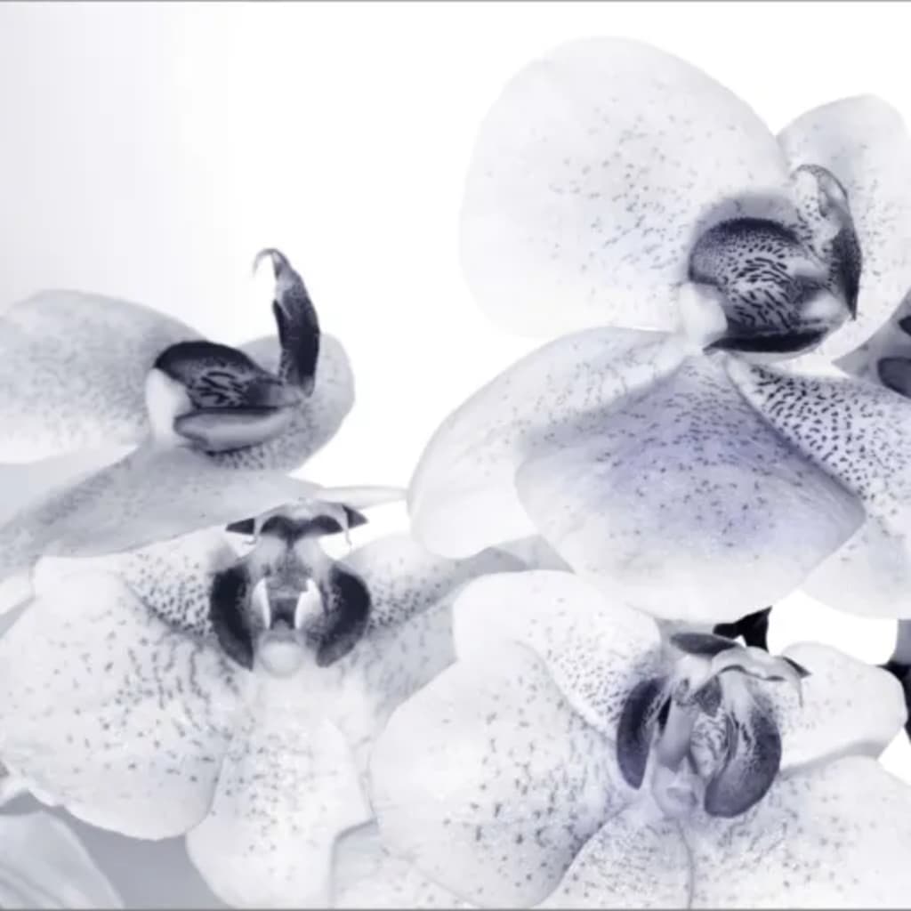 AG Design Fototapet Orchids
